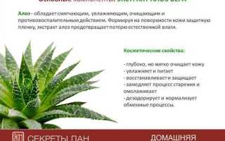 Алоэ: лечебные свойства и противопоказания
