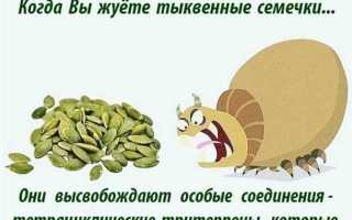 Полезные свойства семечек тыквы