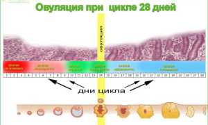 Симптомы овуляции