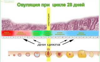 Симптомы овуляции