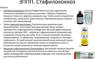 Лечение стафилококка: эффективные методы и средства