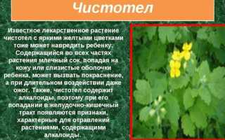 Все о чистотеле: его лечебные свойства и ограничения