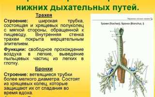 Бронхи — строение и функции