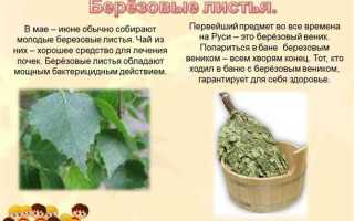 Березовые листья — лечебные свойства и противопоказания