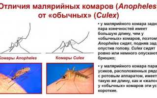 Симптомы укуса малярийного комара